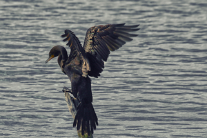 Cormorant Perched 