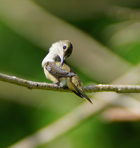Humming Bird