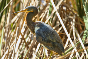 Blue Heron