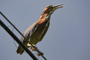 Green Heron 