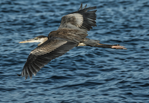 Heron in Flight
