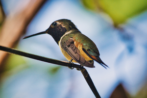 Humming Bird 