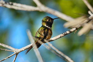 Humming Bird - Bahama woodstar