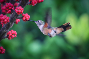 Humming Bird - Bahama woodstar