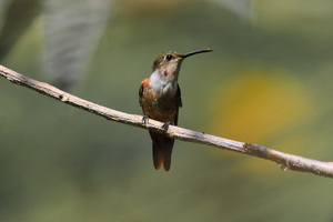 Humming Bird on limb March 3 202