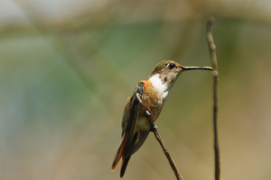 Humming Bird perched on Tree limb
