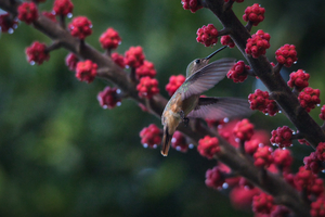 Humming Bird 