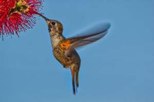 Humming Bird - Bahama woodstar