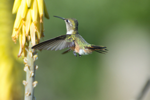 Humming bird - Bahama woodstar