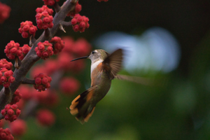 Humming bird  Bahama woodstar