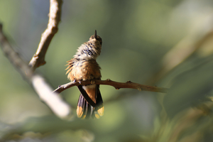 Humming bird  - Bahama woodstar