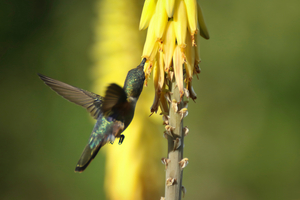 Hummingbird - Bahama woodstar