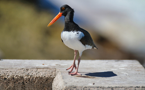 Oyster Catcher