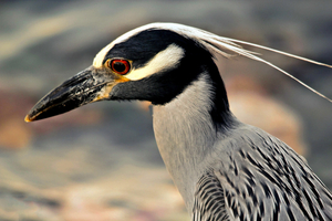 Night Heron