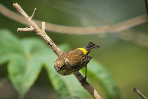 Warbler March 3 2023