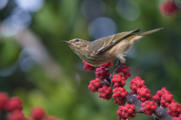 Warbler Print