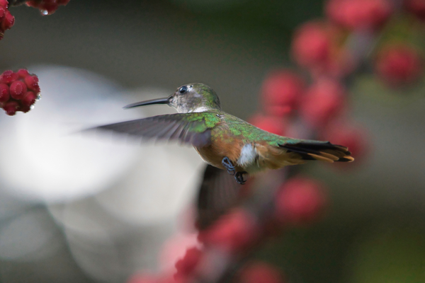 Humming Bird Print