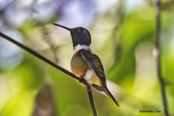 Humming Bird Print