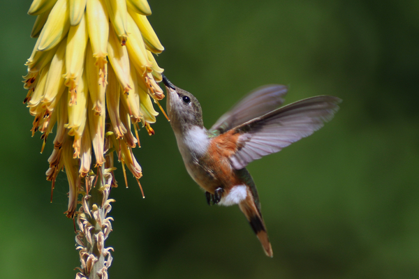  Humming Bird Print