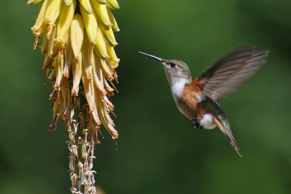 Humming Bird Print