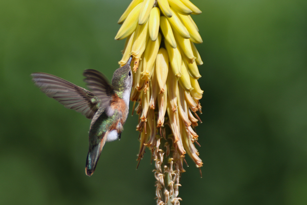 Humming Bird Print