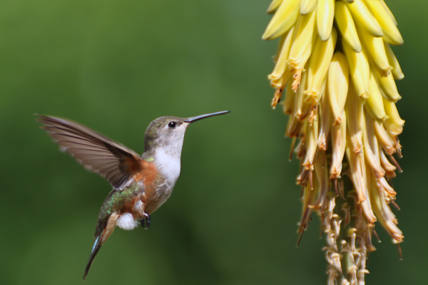 Humming Bird Print