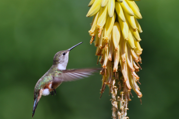 Humming Bird Print