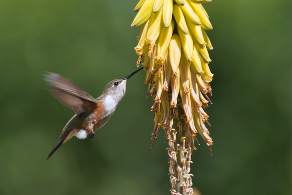 Humming Bird Print