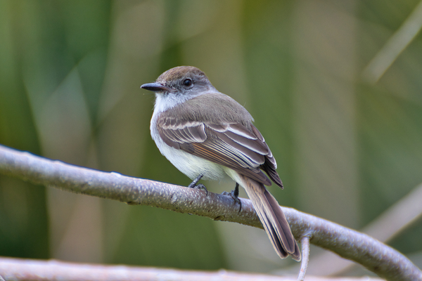 La Sagras flycatcher Print