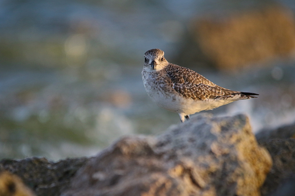Plover Print