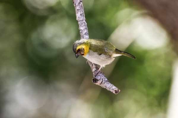 Cuban grassquit Print