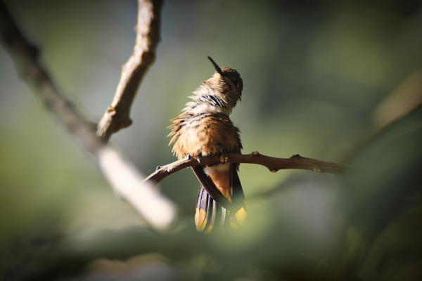 Humming Bird Print