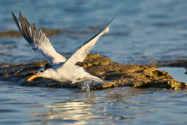 Common Tern Print