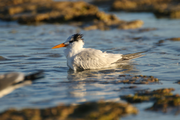 Common Tern Print