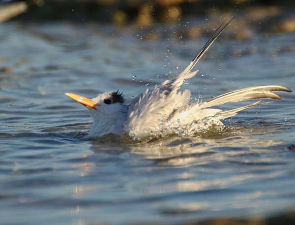 Common Tern Print