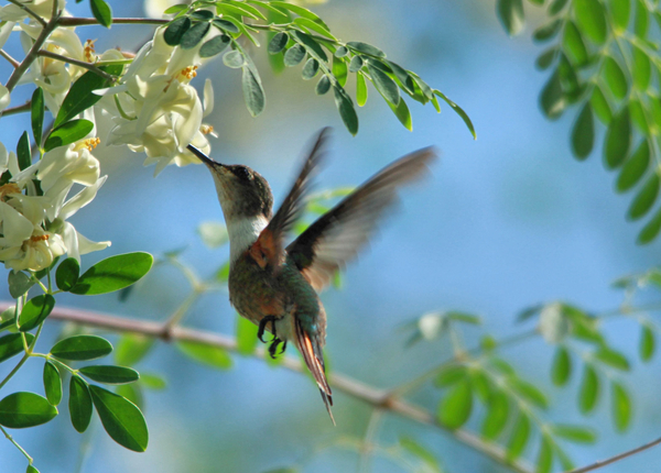 Humming Bird Print
