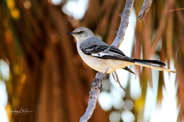 Bahamas Mocking Bird Print