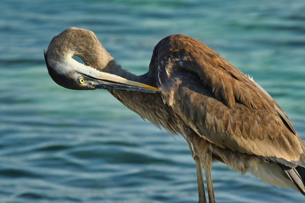 Blue Heron Print
