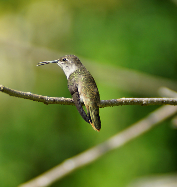 Humming Bird Print