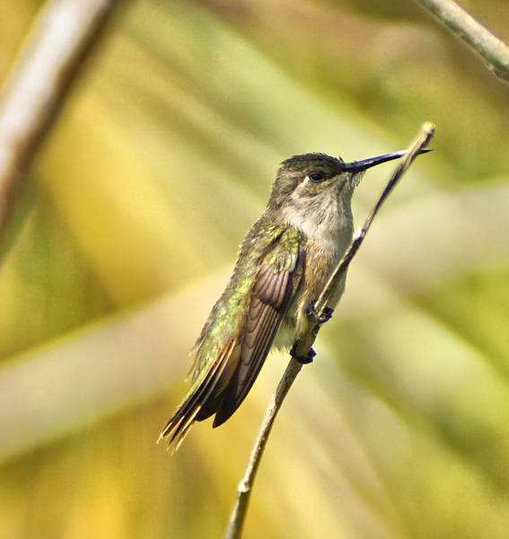 Humming Bird Print