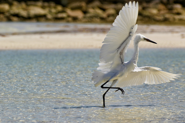 White Egret Print
