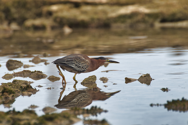 Green Heron Print