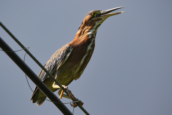 Green Heron  Print