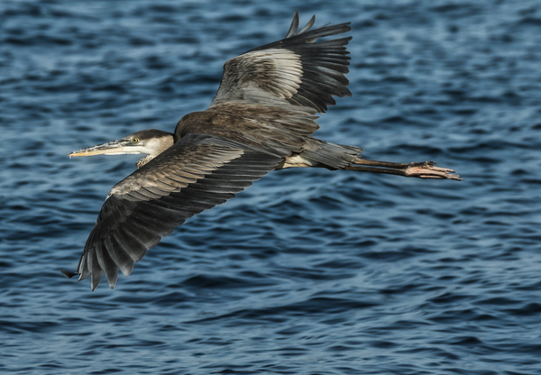 Heron in Flight Print
