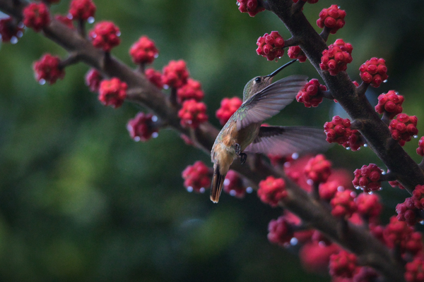 Humming Bird  Print