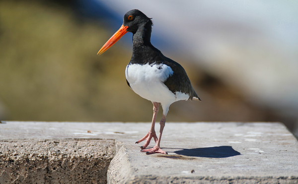 Oyster Catcher Print