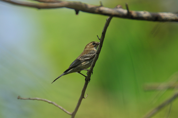 Warbler in Trees Print