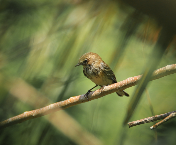 Warbler Print