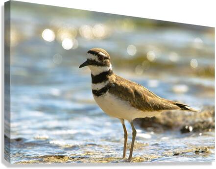 Killdeers Canvas Print