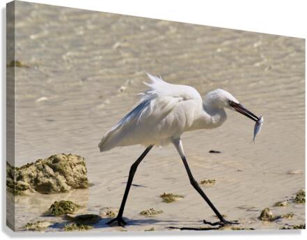   Egret Canvas Print